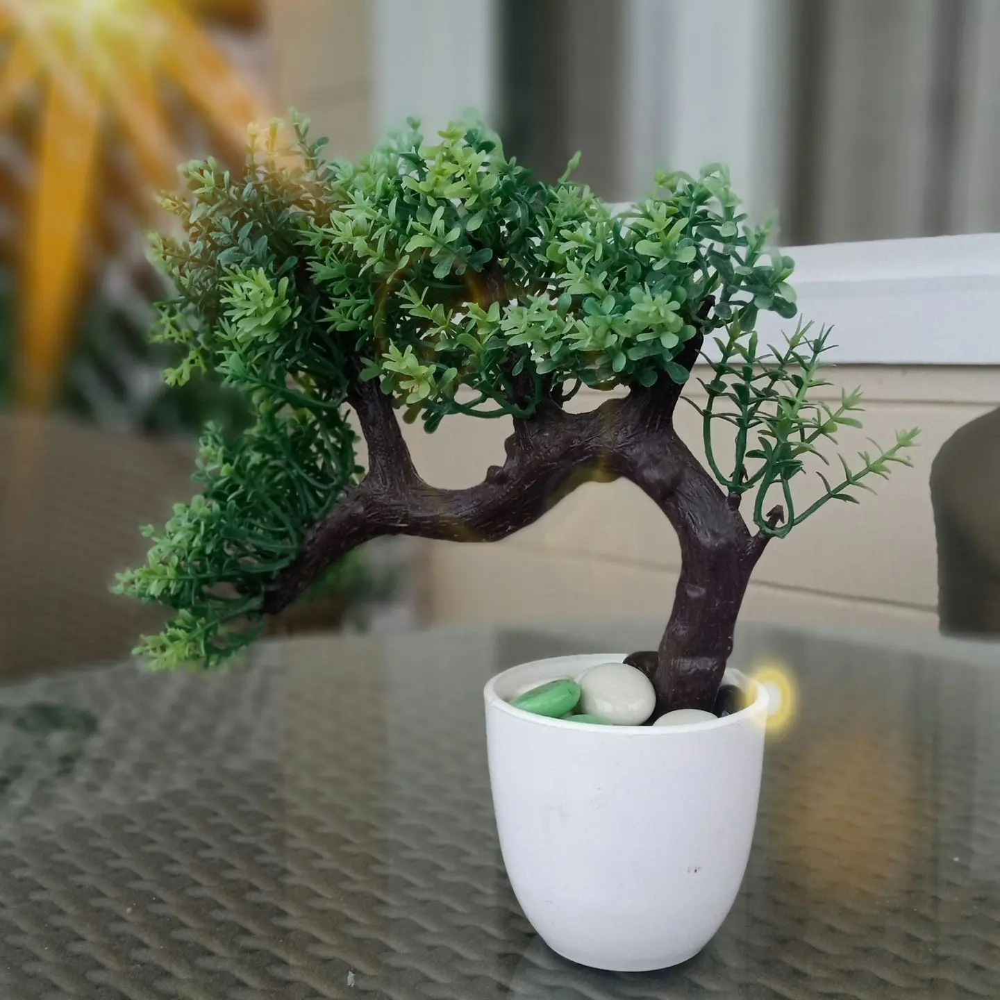 green bonsai plant in pot